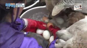 ‘현장르포 특종세상’, 250마리의 유기견과 고군분투하는 일상