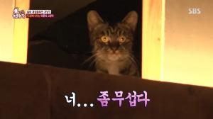 ‘TV 동물농장’ 게임중독 고양이?…PC방에 나타나는 의문의 고양이