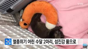 지리산서 구조된 어린수달 2마리, 섬진강 품으로 ‘치료-야생적응 마쳤다’