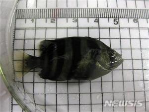 부산서 키운 ‘돌돔’, 현충일 앞두고 독도 해역에 방류…‘약 220만 마리’
