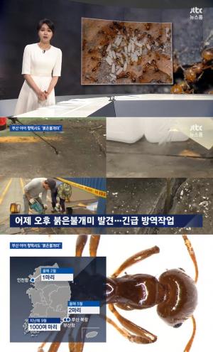 ‘JTBC 뉴스룸’, 붉은불개미 독성 과장…매일 1500여 개 알 낳는 번식력 문제