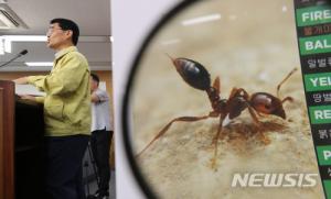 붉은불개미, 부산항서 여왕개미 행변 묘연한 개미집과 알 등 수천 마리 발견…검역당국 비판 목소리 피하기 어려워