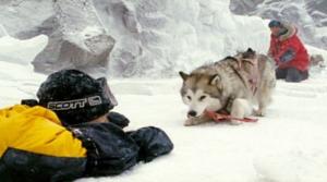 영화 ‘에이트 빌로우’, 남극에 버려진 8마리 썰매개들…혹한의 감동 실화 ‘줄거리는?’