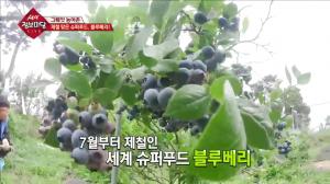‘생생 정보마당’ 전북 부안군 무농약 블루베리…여름 휴가철 농장체험 ‘인기’
