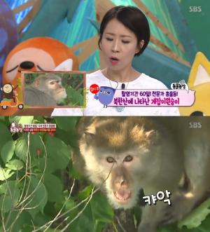 ‘TV동물농장’ 멸종위기 &apos;게잡이 원숭이&apos;, 갑자기 북한산에 나타난 이유는?
