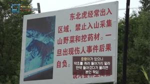 ‘특파원 보고 세계는 지금’ 중국 내에 백두산 호랑이가 나타났다, 인간과 호랑이의 공존 시대?
