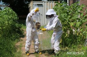 ‘연일 폭염’ 벌집제거 신고 건수 증가…충남소방본부 “독기 오른 벌 조심”