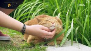 ‘MBC 스페셜’ 고냥이 편, 눈길 끄는 귀여운 길고양이 사진 ‘냥짤’ 대방출…캣대디 “오늘 주는 밥이 마지막 밥일 수도” 호소