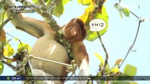 ‘세계테마기행’ 말레이시아 4부, 쿠칭 바코 국립공원서 만난 야생 코주부원숭이·수염멧돼지·물왕도마뱀 “여기가 바로 희귀동물의 왕국?”