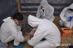 중국 여행객 축산물에서 아프리카돼지열병 유전자 검출돼...전염된 돼지, ‘고열+식욕 부진 증상’