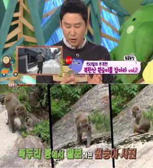 ‘TV동물농장’ 북한산 원숭이→히말라야 원숭이였다, 학대당한 흔적까지‥5개월만에 포획성공