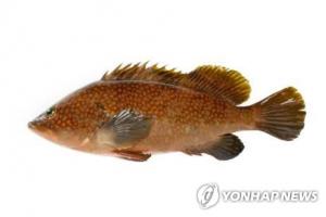 마이크로닷의 ‘붉바리’, 다금바리보다 귀한 생선?…중국 수출 유망 품목