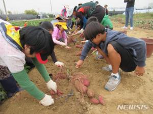 성남시 농업기술센터, 고구마 캐기 농첨체험 행사…‘17일부터’