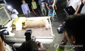 대전동물원서 사살된 퓨마, 박제 아닌 소각 처리…대전도시공사 측 “국립중앙과학관에 기증하지 않기로 결정”