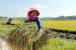 쌀 가격, 급상승 요인은 ‘태풍 콩레이?’…농가들 출하 지연 탓