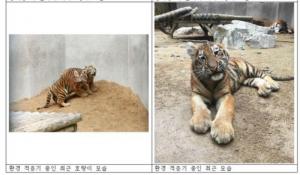 서울대공원, ‘백두산 호랑이’ 새끼 네 마리 12일부터 일반에 공개