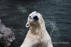 영국 이전 앞둔 북극곰 통키, 갑자기 숨져…“노령으로 인한 사망 추정”