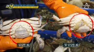 ‘관찰카메라24’ 노량진수산시장 상인이 밝히는 ‘좋은 꽃게·킹크랩’ 구별법