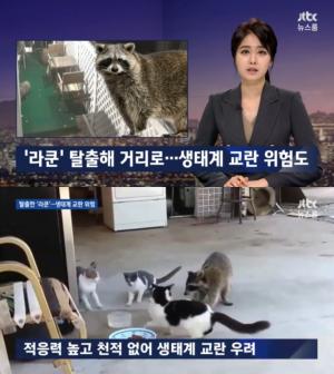 JTBC ‘뉴스룸’, 도시 곳곳 라쿤 출몰…사람 공격 할 가능성도
