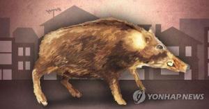 서울 주택가에 ‘멧돼지 떼’ 무리지어 출몰…3마리 사살해