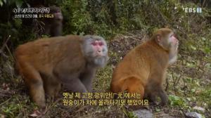 ‘세계테마기행’ 중국 여행 3부, 도로 위에서 만난 손오공 원숭이