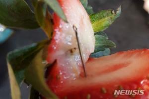 호주, ‘딸기 속에 바늘 숨긴’ 용의자 체포…50대 여성