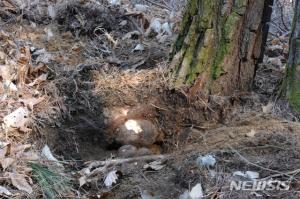 산림과학원, ‘복령’에서 새로운 항암물질 발견…‘복령이란 무엇?’