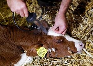 스위스 국민투표서 소의 뿔 그대로 두는 농가에 보조금 주지 않기로 결정…유권자 54.7%가 ‘소 뿔 제거’ 반대