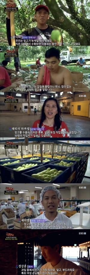 ‘극한직업’, 망고가 농장에서 식탁에 오르기까지 걸리는 시간 120일…‘한국에서도 소비↑’