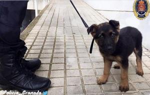 스페인 그라나다 경찰, 학대받던 강아지 구조한 뒤 정들어 ‘채용’