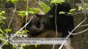 ‘MBC 곰 다큐’ 지리산 반달가슴곰 ‘올무곰’ 가족, “기적은 계속 된다”