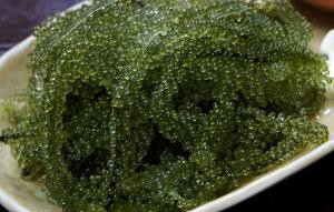 그린 캐비어라 불리는 ‘바다포도’…오키나와에서 즐겨먹는 5대 해초로 유명