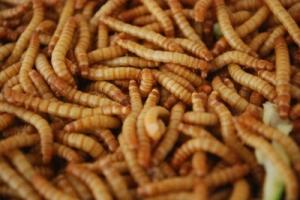 ‘식용 곤충’ 고소애(밀웜)는 무엇?…효능과 먹는법 눈길 