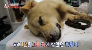 ‘TV 동물농장’ 목줄에 조여 진물·피로 범벅된 강아지 ‘희망이’…구조 후 수술