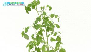 ‘천연 혈관 청소기’ 묘목 모링가, 열매-잎 모두 활용 가능…효능 및 섭취 방법은?