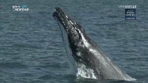 ‘걸어서 세계속으로’ 캐나다 여행, 혹등고래·바다코끼리·물개 사는 ‘트라이얼 아일랜드’
