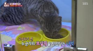 ‘TV 동물농장’ 강변북로 교각 위 고양이가 있다?…12m 상공에서 들려온 SOS