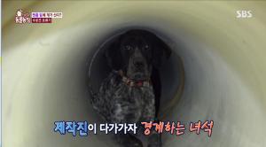 ‘TV 동물농장’ 맨홀 뚜껑 밑 배수로에 갇혀있는 개…장예원 아나운서, 안타까움에 한숨