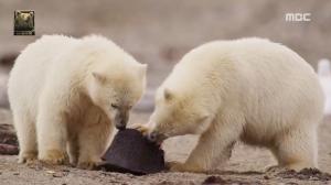‘MBC 곰 다큐’ 북극곰의 눈물, 주린 배를 고래 시체 고기로 채우다