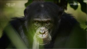 ‘다이너스티 야생의 지배자들’ 서아프리카 세네갈을 지키는 침팬지 데이비드, 정치적 수완으로 왕좌에 오르다