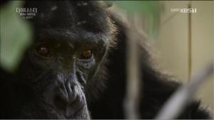 ‘다이너스티 야생의 지배자들’ 영화 혹성탈출 방불케 하는 세네갈의 왕좌 침팬지 데이비드