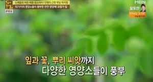 모링가 효능 및 부작용은? ‘먹는방법은?’