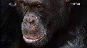 ‘다이너스티’ 세네갈의 왕좌 침팬지 데이비드와 식구가 된 촬영 팀, 46도를 견디며 지켜봤다