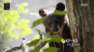 ‘MBC 곰 다큐’ 지리산 새끼 반달가슴곰, 귀여움 터지는 외모 ‘눈길’