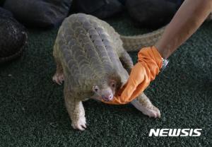 ‘포켓몬스터’ 고지 모티브된 천산갑은 어떤 동물?…“아르마딜로처럼 등껍질 가진 포유류이자 멸종위기종”