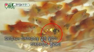 ‘미운우리새끼’(미우새) 박수홍, 임원희에 물고기 ‘미키마우스 플래티’ 어항 선물 ‘눈길’