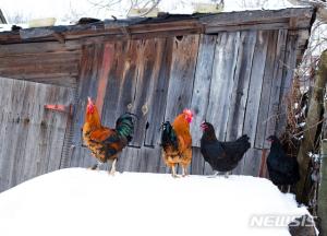 [오늘띠별운세] 닭띠, 무시했던 사람이 큰 도움이 될 때가 있겠다