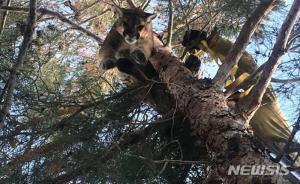美 캘리포니아주 가정집 나무에서 맹수 ‘퓨마’ 발견… 구조 후 야생으로 방생
