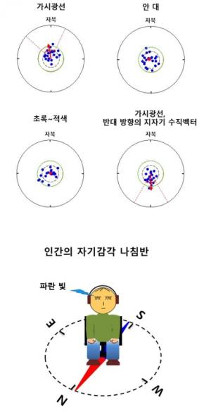 인간에도 ‘나침반’ 기능이 있다?…누리꾼 “길치 철새보다 못해”