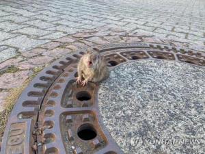 독일 맨홀서 엉덩이 낀 생쥐, 구조대원 도움으로 ‘무사히 구출’
